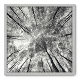 Quadro Decorativo - Árvores - 70cm x 70cm - 036qnpdb - Allodi