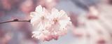 Quadro Decorativo Canvas Panorâmico p/ Salas Quartos Lavabos Banheiros Sakura - Incasa design