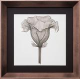 Quadro Decorativo com Moldura na Cor Bronze Flor Raio-X em Preto e Branco III 40x40cm - Decore pronto