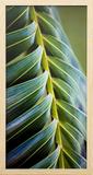 Quadro Decorativo com Vidro Folha de Palmeira 30x60cm - Decore pronto