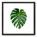 Quadro Decorativo - Costela de Adão - 70cm x 70cm - 073qnddp - Allodi
