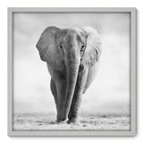 Quadro Decorativo - Elefante - 70cm x 70cm - 002qnsdb - Allodi