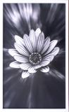 Quadro Decorativo em Preto e Branco Floral 60x100cm - Decore pronto