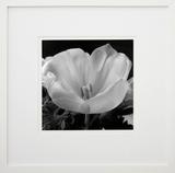 Quadro Decorativo Flor em Preto e Branco com Moldura Branca 50x50cm - Decore pronto