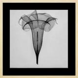 Quadro Decorativo Flor Raio-X em Preto e Branco II 40x40cm - Decore pronto