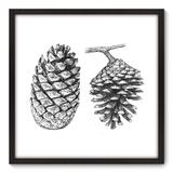 Quadro Decorativo - Pinha - 70cm x 70cm - 074qnddp - Allodi