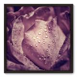 Quadro Decorativo - Rosa - 70cm x 70cm - 002qnfdp - Allodi