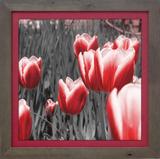 Quadro Decorativo Tulipas Vermelhas 35x35cm - Decore pronto