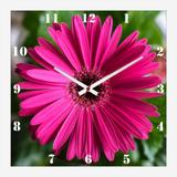 Relógio de Parede Decorativo Flor Margarida Barberton 30x30cm - Decore pronto