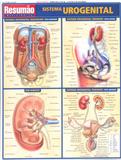 Resumão - Sistema Urogenital - Barros fischer associados
