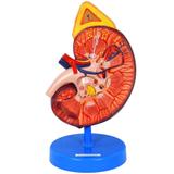 Rim Ampliado em Corte Sagital - Anatomic
