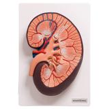 Rim Humano Básico em Corte Longitudinal - Anatomic