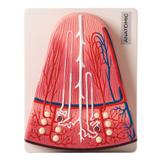 Rim Secção de Néfron - Anatomic