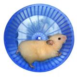 Roda De Exercícios Plástica Para Hamster E Semelhantes - Bragança