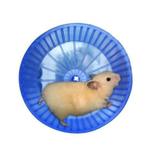 Rodinha De Exercícios Plastico Para Hamster Roedores - Pet import