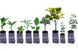 Saco Plástico para Mudas 08cm x 15cm Agrofit - Kit 1.000 unidades