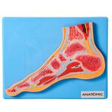 Secção Mediana da Articulação do Pé - Anatomic