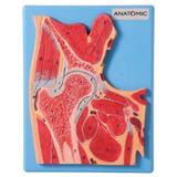 Secção Mediana da Articulação do Quadril - Anatomic