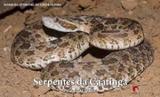 Serpentes da caatinga guia ilustrado - Ponto a editora