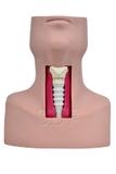 Simulador de Traqueostomia - SDORF Scientific