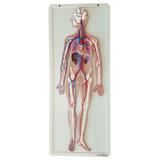 Sistema Circulatório em Prancha - Anatomic