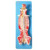 Sistema de Medula Espinhal em Prancha - Anatomic