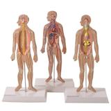 Sistema do Corpo Humano Para Estudo Médico - Anatomic