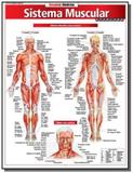 Sistema muscular avancado - Barros fischer associados