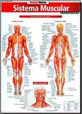 Sistema Muscular - Avançado - Barros fischer associados