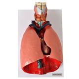 Sistema Respiratório e Cardiovascular 7 partes - Anatomic