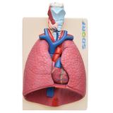 Sistema Respiratório em Prancha 7 Partes - Sdorf