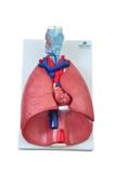 Sistema Respiratório em Prancha 7 Partes - Sdorf