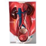 Sistema Urinário Clássico em 4 Partes - Anatomic