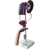 Sistema Urinário Masculino em 9 Partes - Anatomic