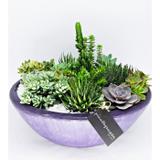 Terrário de cactos e suculentas