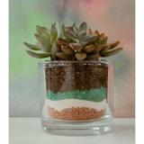 Terrário multicolorido - Terrários