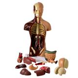 Torso 28cm Assexuado com 14 Partes - Anatomic