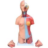Torso 45cm Bissexual Assexuado com Coluna Exposta 25 partes - Anatomic