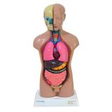 Torso Bissexual 42 cm em 14 Partes - Anatomic