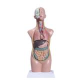 Torso Humano Assexuado 50 cm Altura 11 Partes - Anatomic