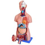 Torso Humano Bissexual 85 cm Altura 24 partes e Coluna Exposta - Anatomic