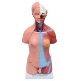 Torso Humano Bissexual c/Abertura nas Costas de 45 cm c/24 partes - Sdorf