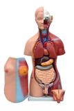 Torso Humano Bissexual c/Abertura nas Costas de 45 cm c/24 partes - Sdorf