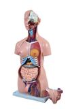 Torso Humano Bissexual c/Abertura nas Costas de 85 cm c/24 Pts - Sdorf