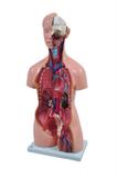 Torso Humano Bissexual com Abertura nas Costas de 85 cm e 24 Partes - SDORF Scientific