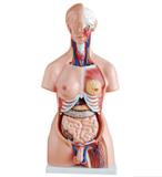Torso Humano Clássico Bissexual de 85 cm em 24 Partes - Skil