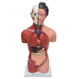 Torso Humano Feminino 42 cm c/15 Pts - Sdorf