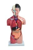 Torso Humano Feminino 42 cm c/15 Pts - Sdorf