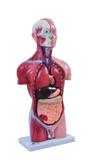 Torso Humano Feminino 42 cm c/15 Pts - Sdorf