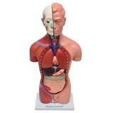 Torso Humano Feminino 42 cm c/15 Pts - Sdorf